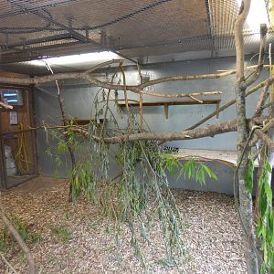 Ring-tailed lemur indoor enclosure