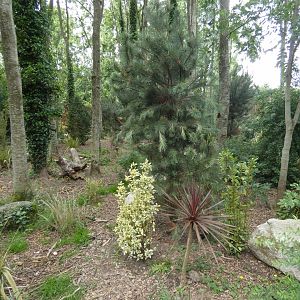 Corsac fox enclosure