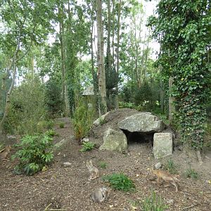 Corsac fox enclosure (2)