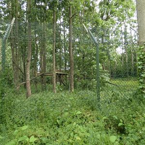 Eurasian lynx enclosure