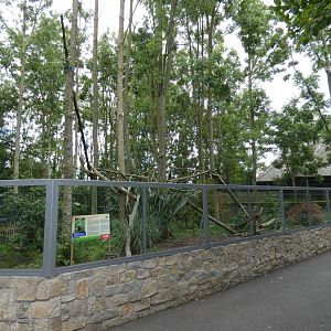 Ring-tailed coati enclosure viewing area