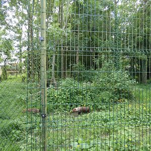 Bush dog enclosure