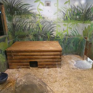 Bush dog indoor enclosure