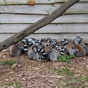 Ring-tailed lemur group