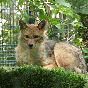 Golden jackal