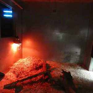 Cape porcupine indoor enclosure