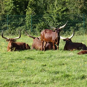 Ankole cattle