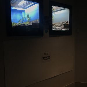 Habitat HQ turtle exhibits