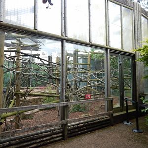 Linnaeus' two-toed sloth enclosure 190622