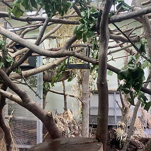 Linnaeus' two-toed sloth enclosure 190622