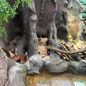 Reptile House - Malagasy tree boa exhibit 190622