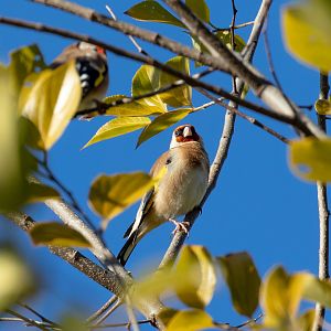 Goldfinch