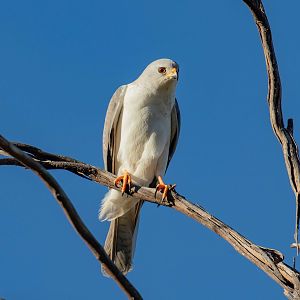 Grey Goshawk