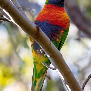 Rainbow Lorikeet