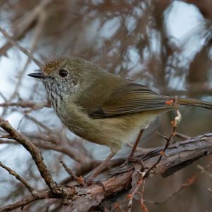 Brown Thornbill