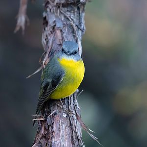 Eastern Yellow Robin