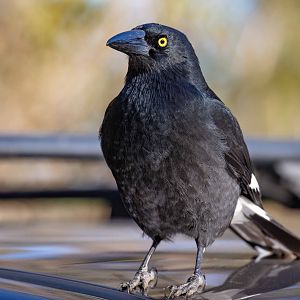 Pied Currawong