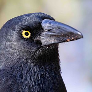Pied Currawong