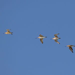 Bar-tailed Godwits