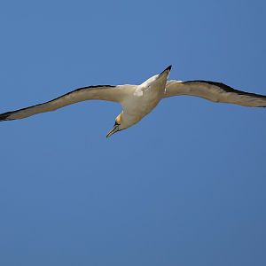 Australian Gannet