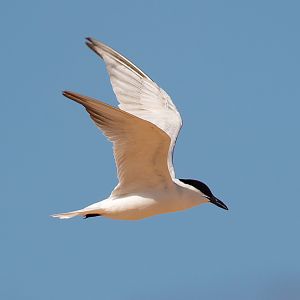 Gull-billed Tern