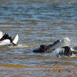 Australian Pelicans bathing