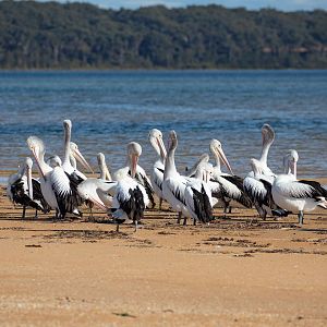 Australian Pelicans