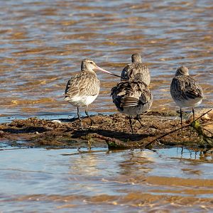 Bar-tailed Godwits