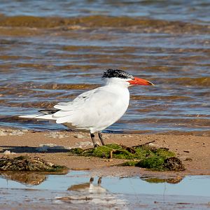 Caspian Tern