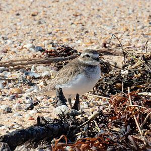 Double-banded Plover