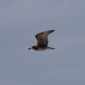 Pacific Gull (juvenile)