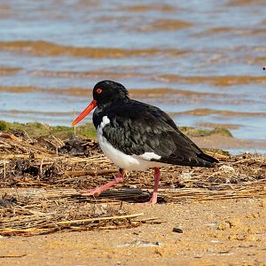 Pied Oystercatcher