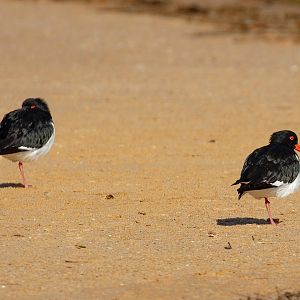 Pied Oystercatchers