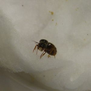 Pavement ant queen Tetramorium immigrans