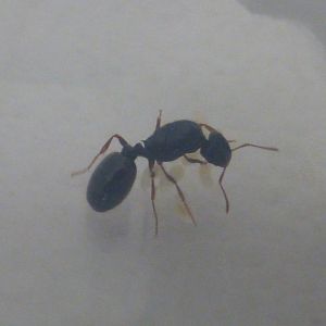 Pavement ant queen Tetramorium immigrans