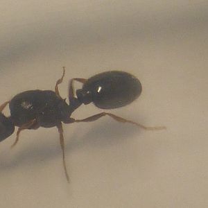 Pavement ant queen Tetramorium immigrans