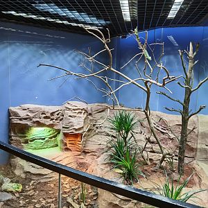 Reptopia- Veiled chameleon exhibit