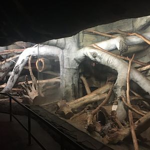 Kingdoms of the Night - Fossa Exhibit - Lights On