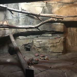 Kingdoms of the Night - Greater Bushbaby & Springhaas Exhibit - Lights On