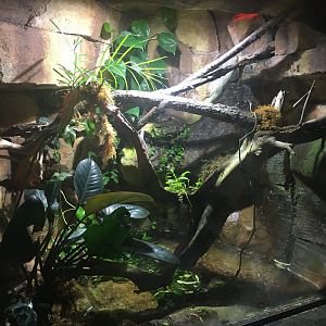 Kingdoms of the Night - Togo Slippery Frog Exhibit - Lights On