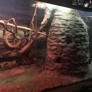 Kingdoms of the Night - Africa Exhibit Part 1 - Lights On