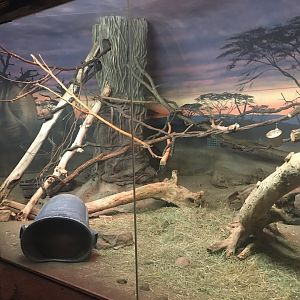 Kingdoms of the Night - Africa Exhibit Part 2 - Lights On