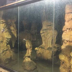 Kingdoms of the Night - Wet Bat Cave Exhibit - Lights On