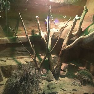 Kingdoms of the Night - Banded Knob Tailed Gecko Exhibit - Lights On