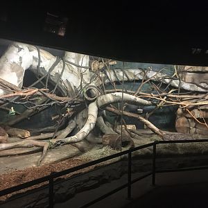 Kingdoms of the Night - South American Exhibit - Lights On