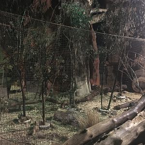 Kingdoms of the Night - Tammar Wallaby & Short Beaked Echidna Exhibit - Lights On