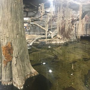 Kingdoms of the Night - The Swamp - Lights On