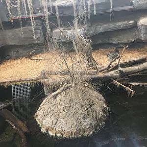 Kingdoms of the Night - Spectacled Caiman Exhibit - Lights On