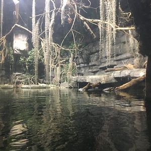 Kingdoms of the Night - American Crocodile Exhibit - Lights On