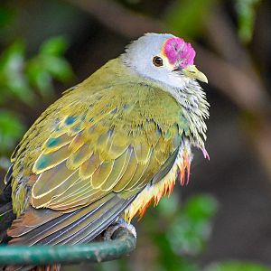 Rose-crowned Fruit-Dove
